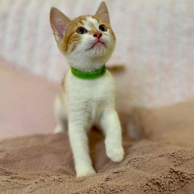 Photo of Zoe   In Foster Care In Croydon