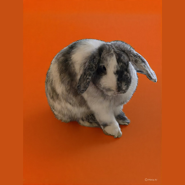 Photo of Pickles 