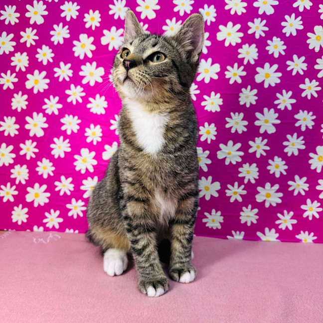 Photo of Bob Marley   Located In Westmeadows