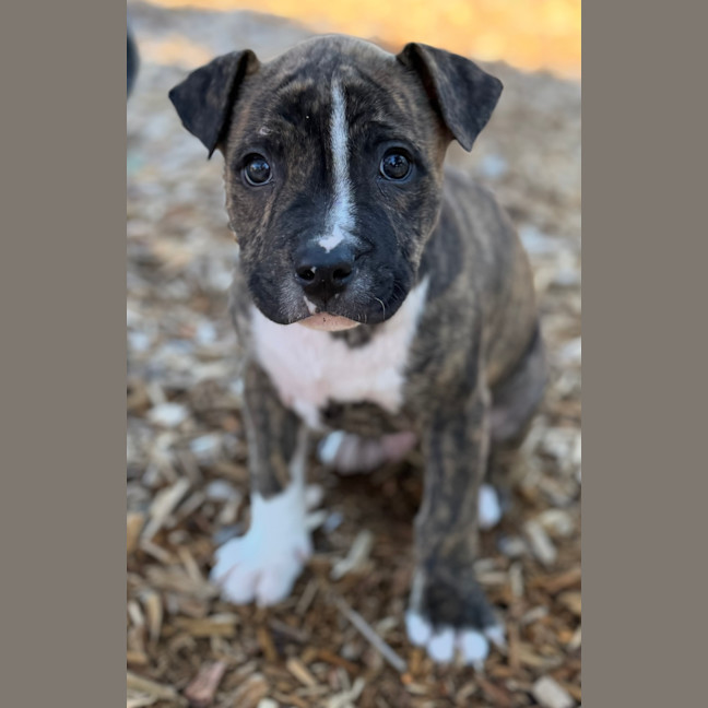 Photo of Jack Of Hearts 