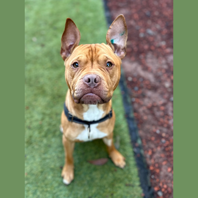 Photo of Odie