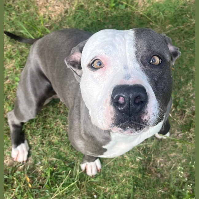 Photo of Koda (8147)