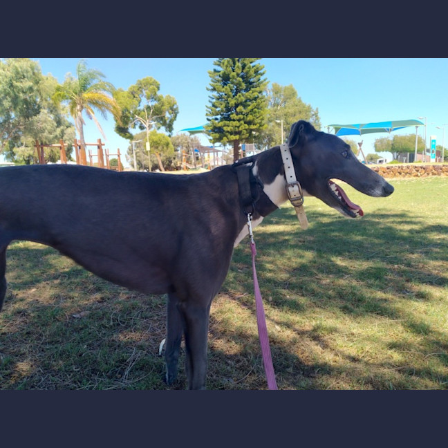 Photo of Mia The Greyhound