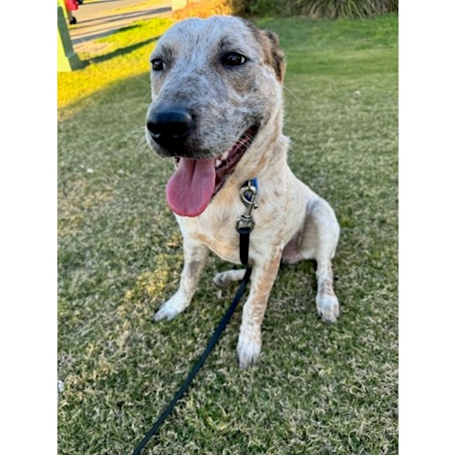 Photo of Smoky *$350 Adoption Fee*