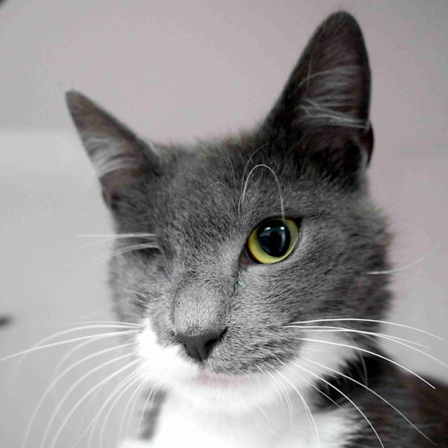 Photo of Petal Suk015790