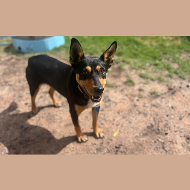 Photo of Banjo