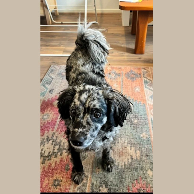 Photo of Buddy