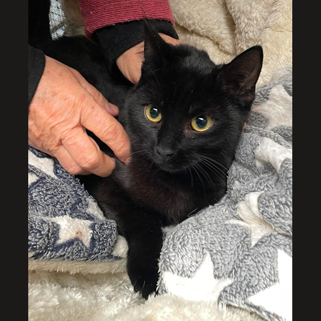 Photo of Chestnut ** 2nd Chance Cat Rescue **