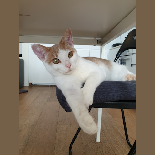 Photo of Gatal