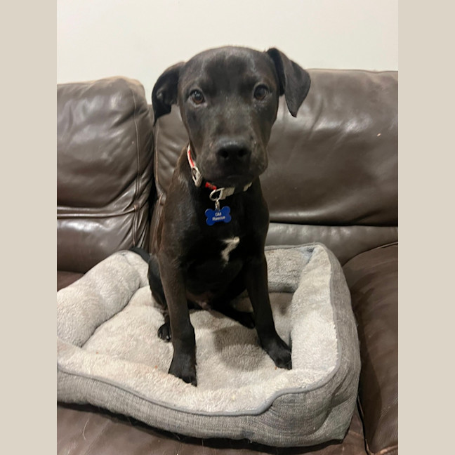 Photo of Koda 