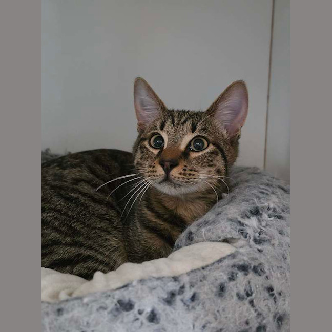Photo of Boomer
