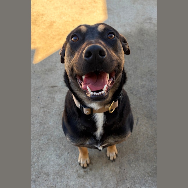 Photo of Rambo