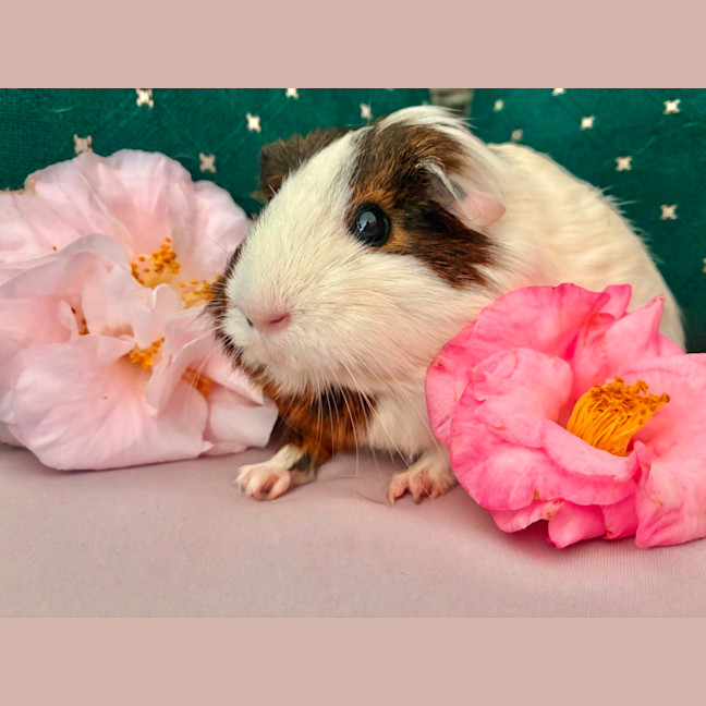 Photo of Rose And Petal