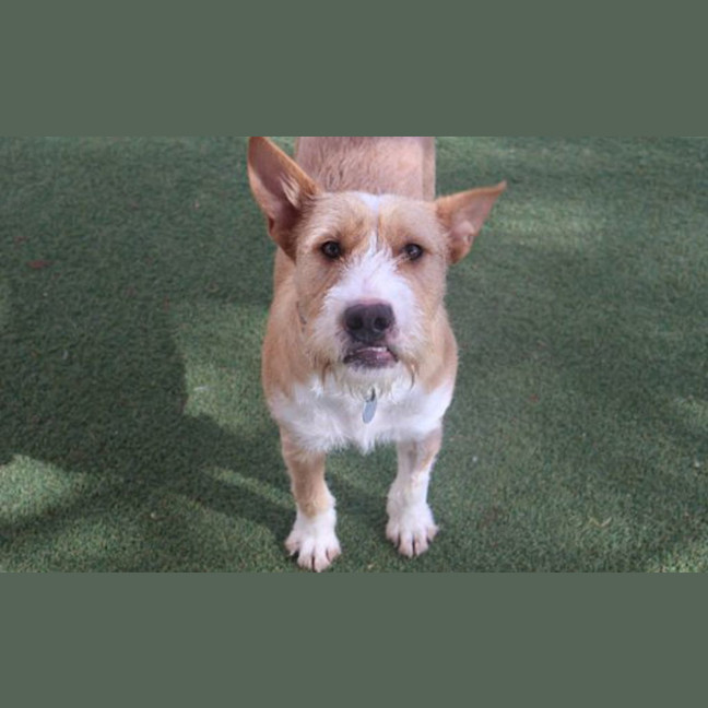 Photo of Rusty