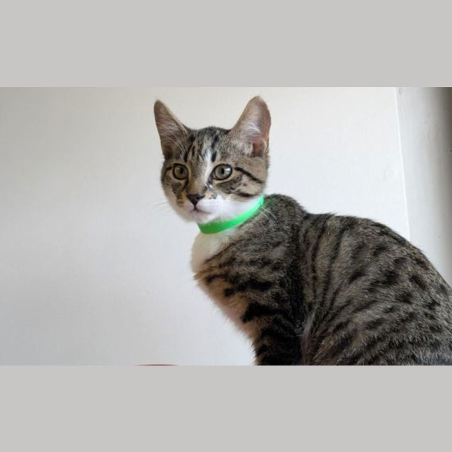 Photo of Tango