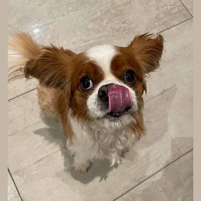 Photo of Coco