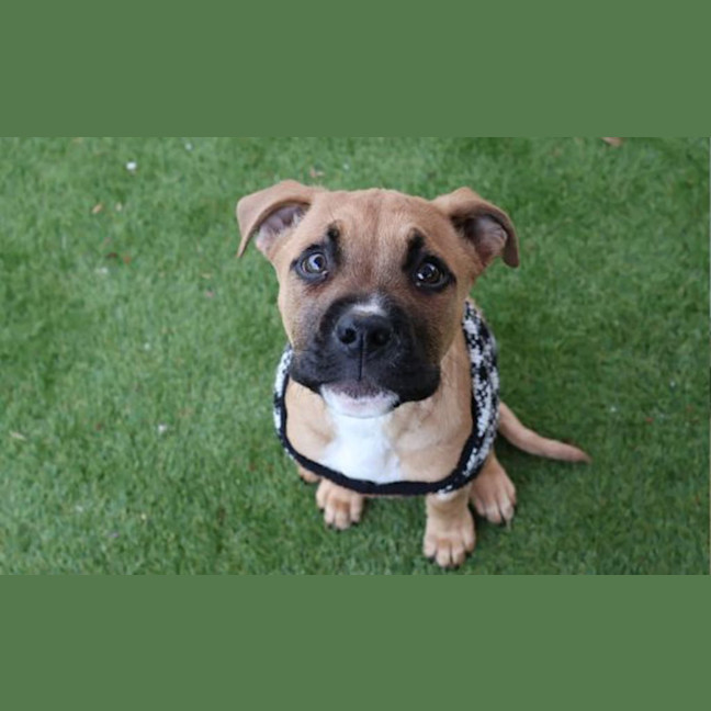 Photo of Bogey