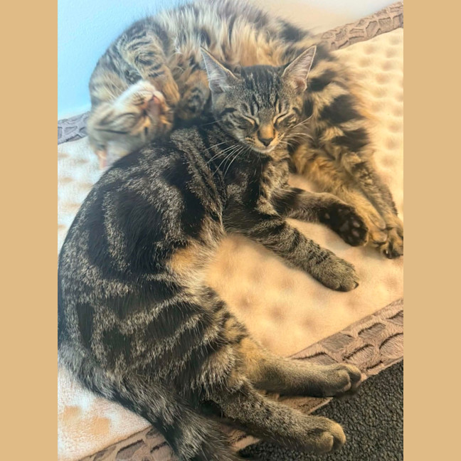 Photo of Pebbles *9 Lives Project Rescue*