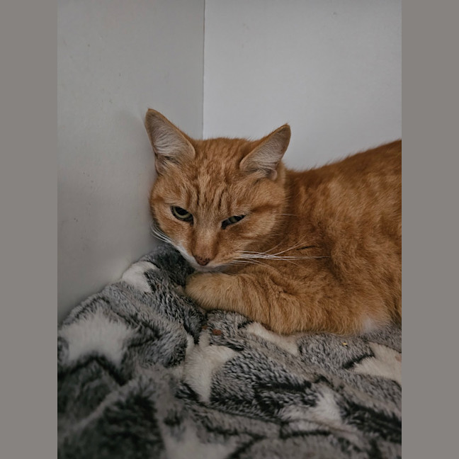 Photo of Tiger