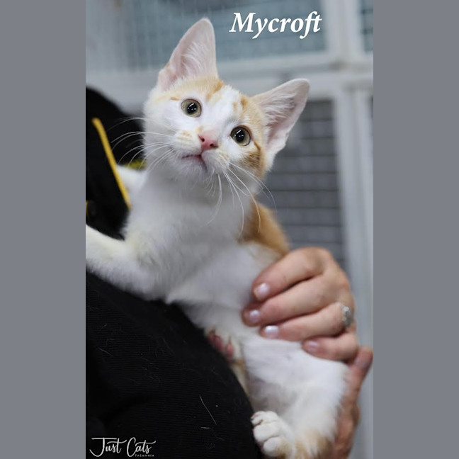 Photo of Mycroft