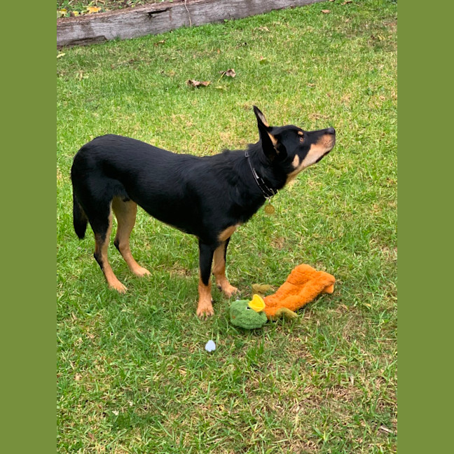 Photo of Tiki 