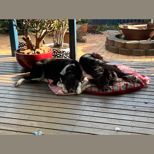 Photo of Marley 