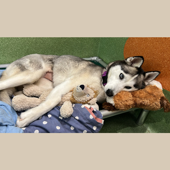 Photo of Freya
