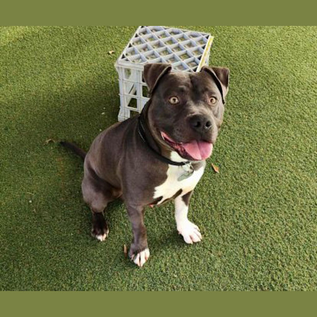 Photo of Diesel