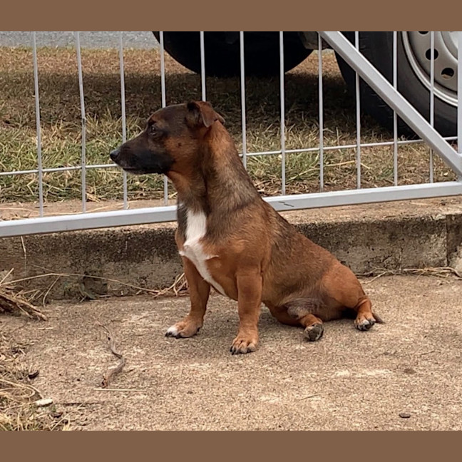Photo of Scrappy