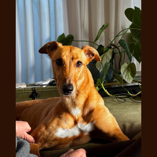 Photo of Josie
