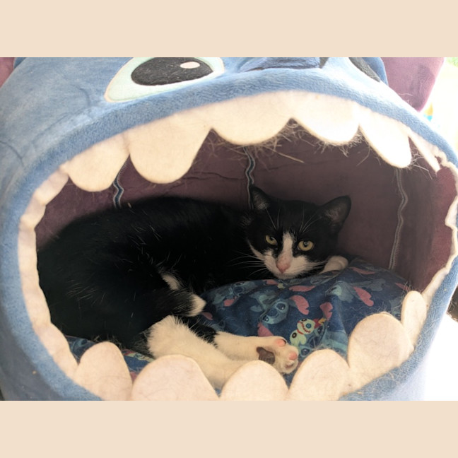 Photo of Lilo