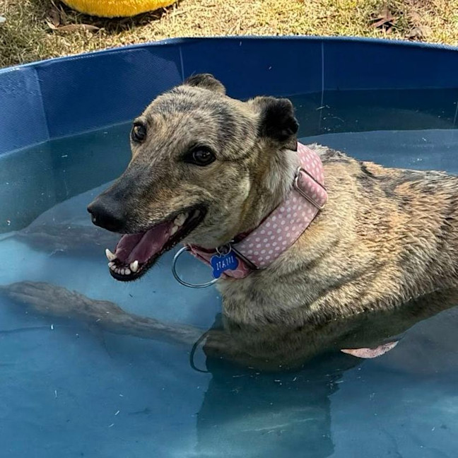 Photo of Nani The Greyhound