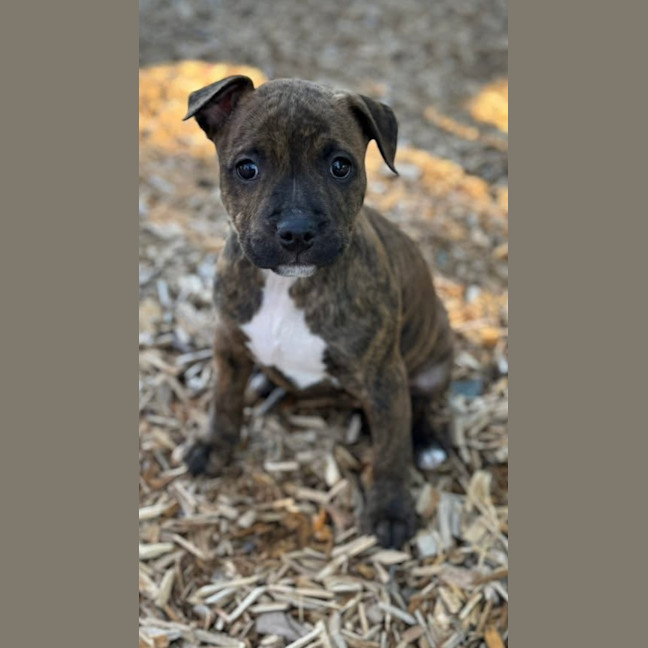 Photo of Queen Of Hearts 