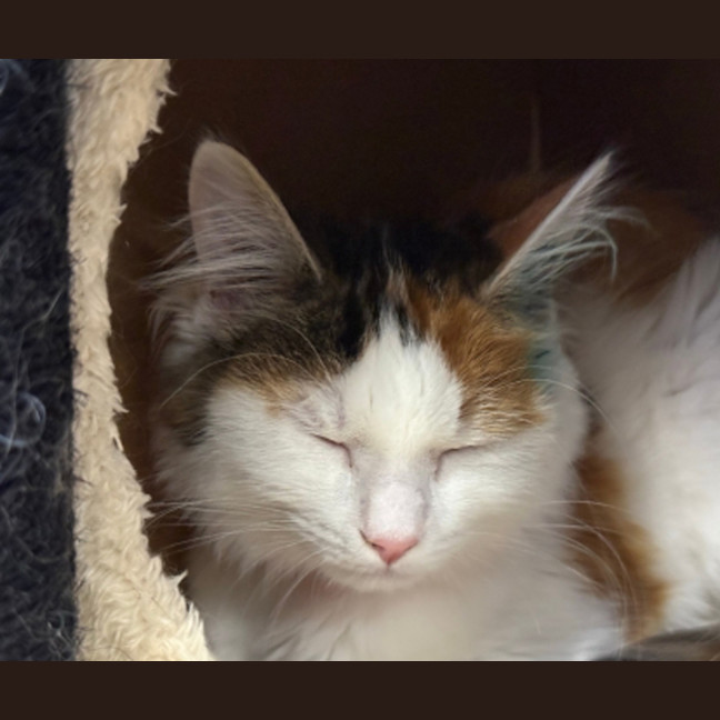 Photo of Biscoff