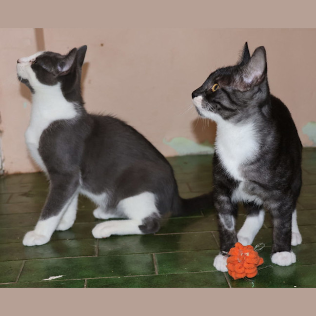 Photo of Friday  & Jackson  Now At Pet Quarters Broadmeadow