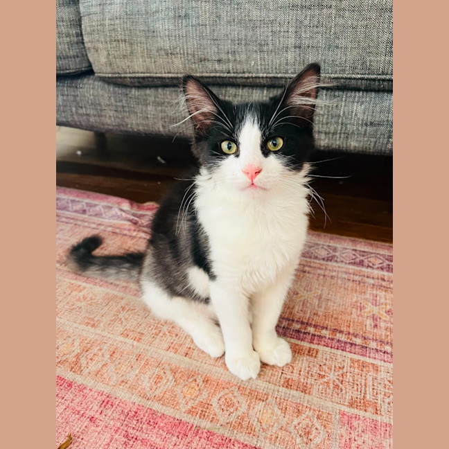 Photo of Cookie & Cream