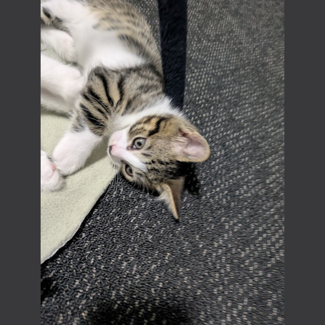 Photo of Speed Snail