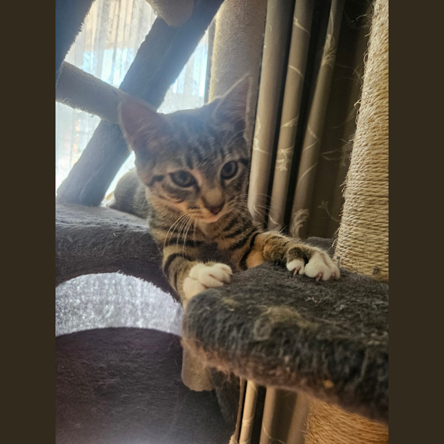 Photo of Mabel (Was Max)