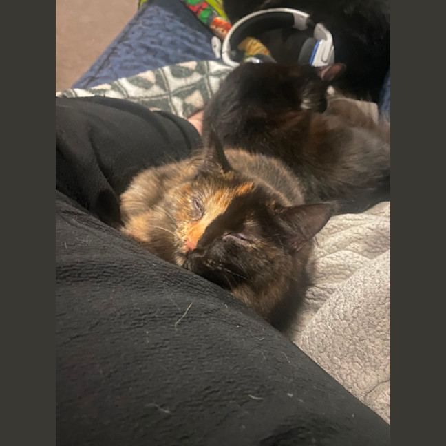 Photo of Keyleth **2nd Chance Cat Rescue**