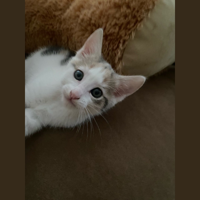 Photo of Nala 