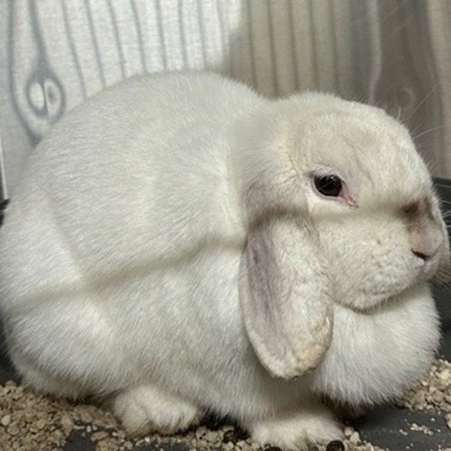 Photo of Christina Agu Hare A