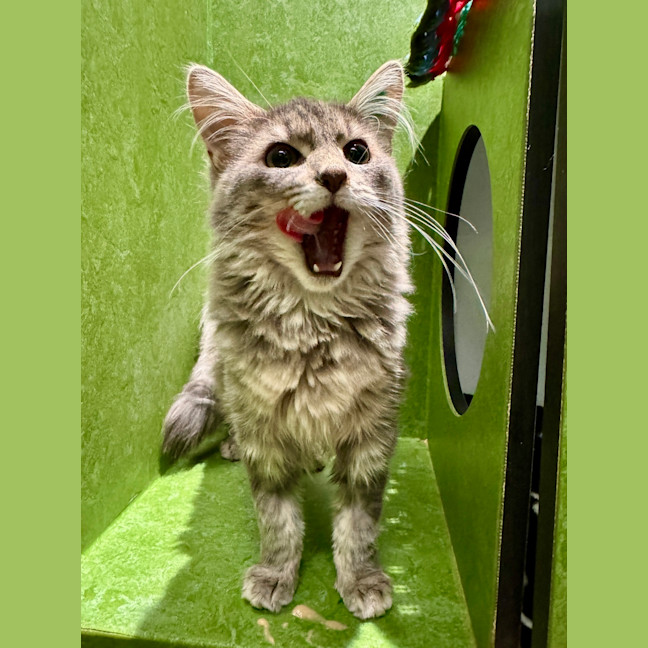 Photo of Grey (Bonded To Blossom)