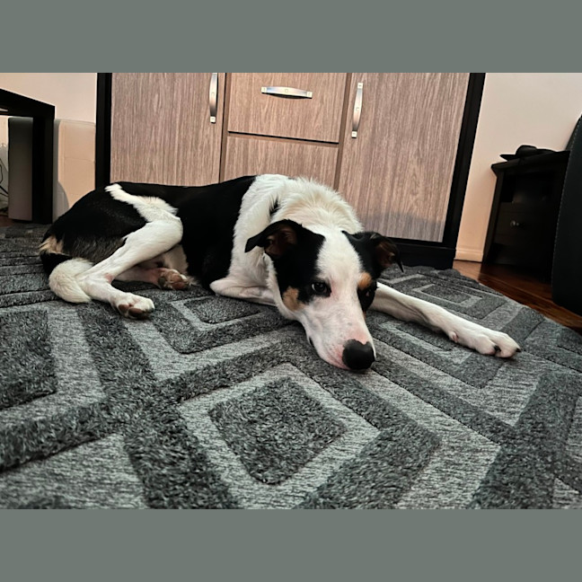 Photo of Toby   2 Year Old Border Collie