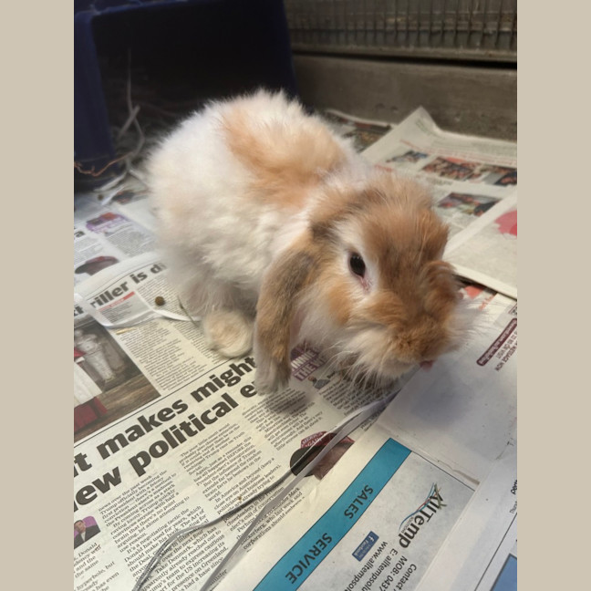 Photo of Cinnabun