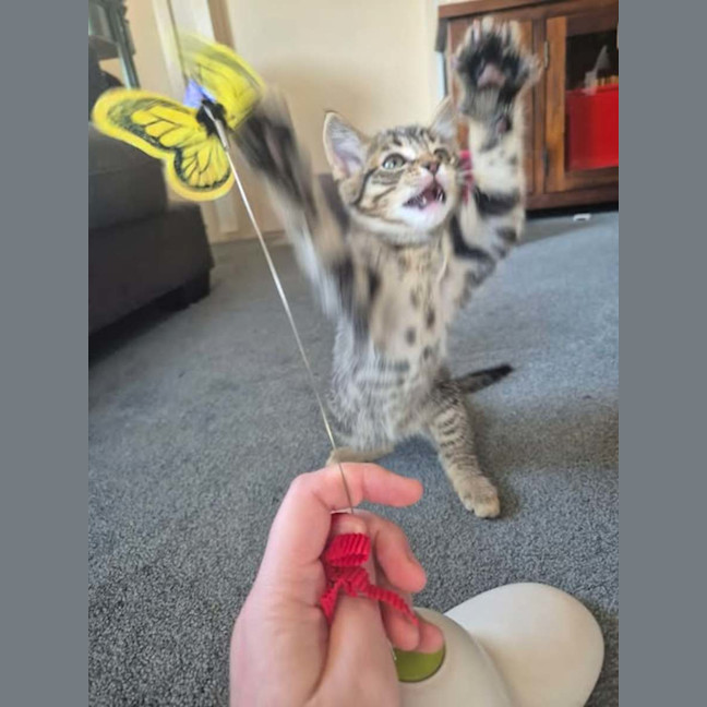 Photo of Zappo
