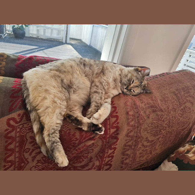 Photo of Matilda ( Tilly ) 