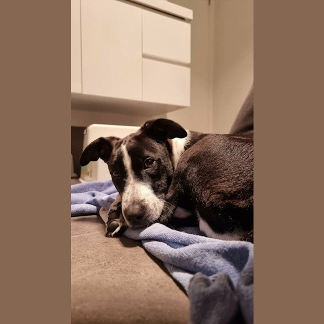 Photo of Stumpy   5 Month Old Cattle Dog X