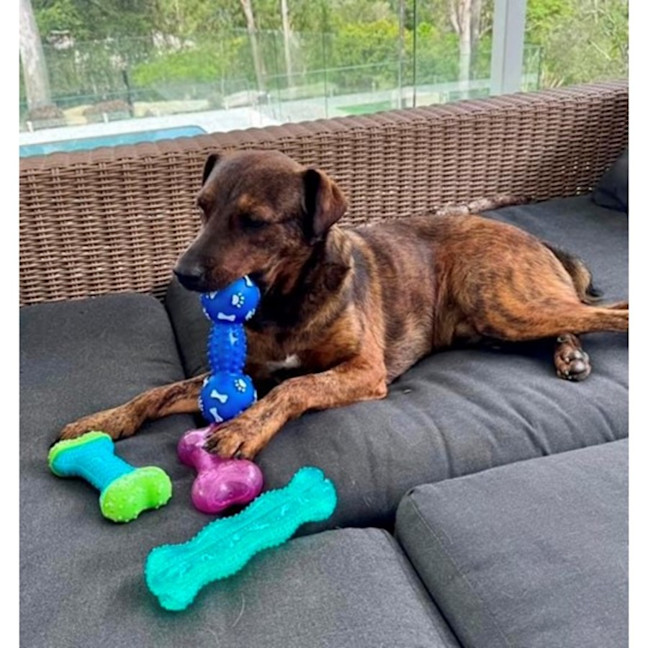 Photo of Dexter *$250 Adoption Fee*