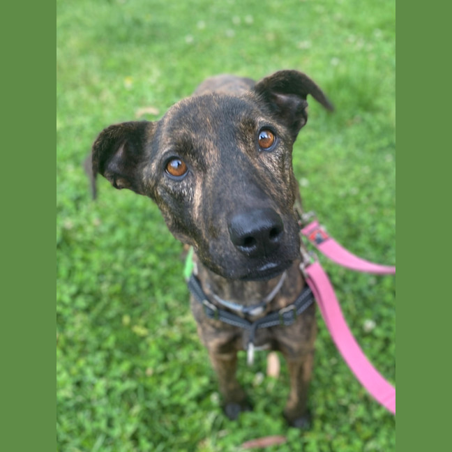 Photo of Stella Rose