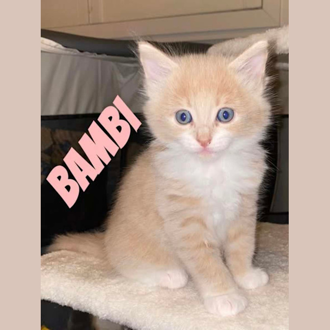 Photo of Bambi